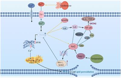 Research progress on the inhibition of oxidative stress by teriparatide in spinal cord injury